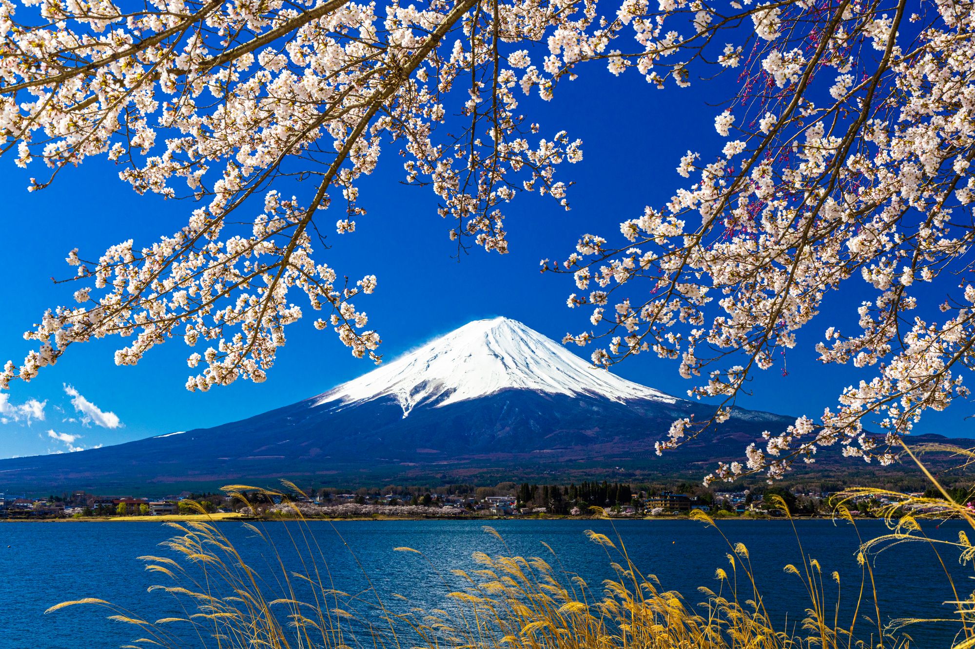 Cherry Blossoms & Fresh Greenery