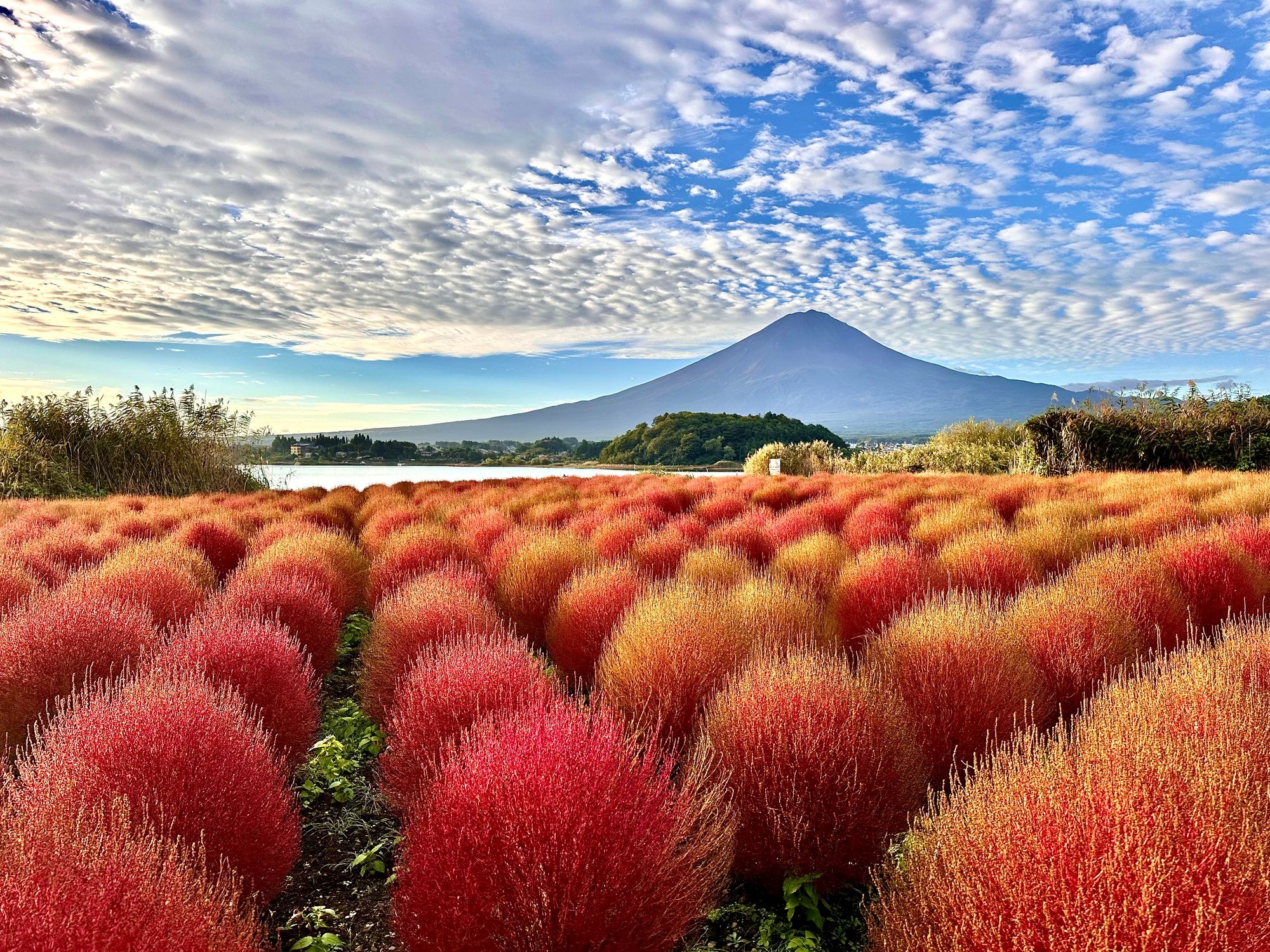 Oishi Park