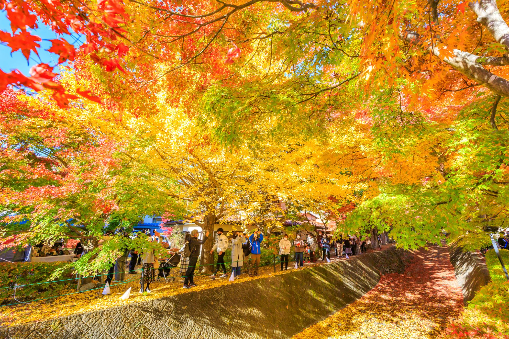 Autumn Foliage Along the Lakeshore